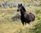 Amend the WFH&B Act to Protect ALL WFH&B's on ALL Public Lands Image