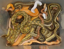 No on FWS Python Rule; BAD for American Small Business & Families Facing Economic Hardship.