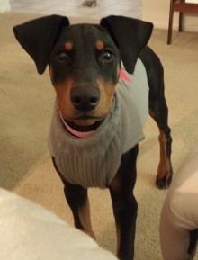 Dobermans in Military Housing