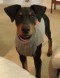 Dobermans in Military Housing Image