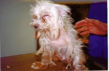 Stop Puppy Mills!   Ban Pet Stores From Selling Puppies