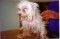 Stop Puppy Mills!   Ban Pet Stores From Selling Puppies Image