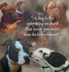 New Laws Needed For Abused Animals