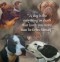 New Laws Needed For Abused Animals Image