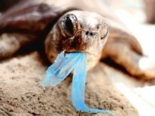 BAN PLASTIC BAGS NOW!!!