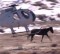 Don't fund the bloody wild horse roundups! Image