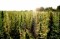 Legalization Of Industrial Hemp Image
