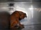 This Country Needs To Wake Up And Help Our Animals In Need! Image