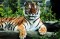 STOP HSUS'  DECEPTIVE H.R. 1998 Image